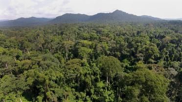 Waldlandschaft in Kamerun