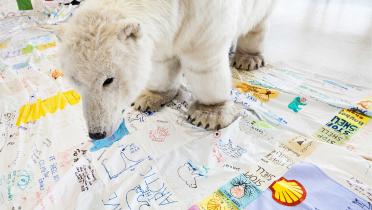 Greenpeace-Eisbärdame Paula betrachtet die Putzlappen