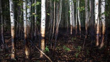 Birkenstämme, an denen unten ein brauner Ölfilm klebt