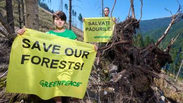 In einer Berglandschaft, in der große Flächen Wald gerodet sind, stehen zwei Greenpeace-Aktivisten. Sie halten Banner mit der Aufschrift "Rettet unsere Wälder" auf Deutsch und Rumänisch.