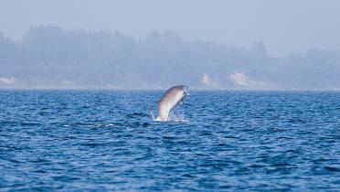 Springender Schnabelwal in der Ostsee