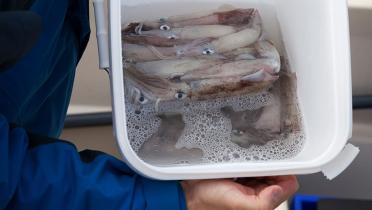 Kalmare als Walfutter