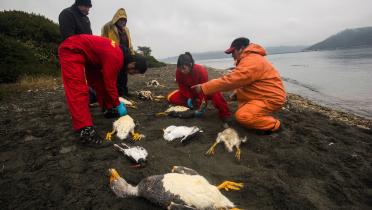 Am Strand von Chiloé, Chile, sind tausende Meerestiere verendet