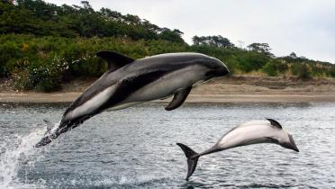 Der chilenische Delfin ist ausschließlich an der Küste von Chile zu finden
