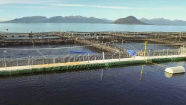 Die Produktion der Lachse findet auf Farmen statt.