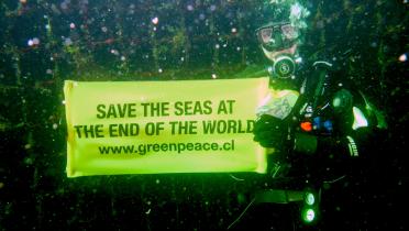 Aktivist beim Tauchgang: Greenpeace fordert keine weiteren Lachsfarmen in Magallanes, Chile