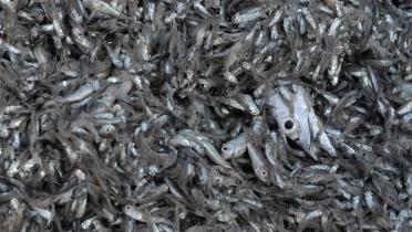  Fang eines Trawlers im Ostchinesischen Meer: fast alle Fische sind unentwickelte Jungfische