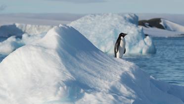 Pinguin auf Eisscholle