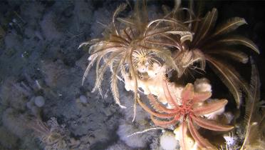 Unterwasseraufnahmen in der Antarktis