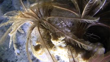 Unterwasseraufnahmen in der Antarktis