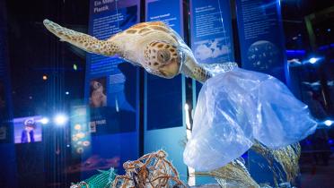 Modell einer Schildkröte mit Plastiktüte