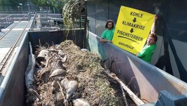 Tote Fische im Hamburger Mühlenteich, Aktivisten mit Banner: "Kohle, Klimakrise, Fischsterben"