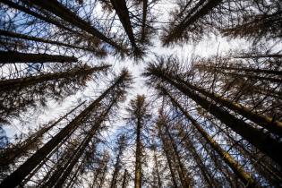 Geschwächte Nadelbäume im Nationalpark Harz