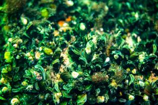 Adlergrund Artenvielfalt