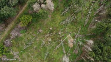 Luftaufnahme von dem Wald im Ahrtal mit umgefallenen Bäumen