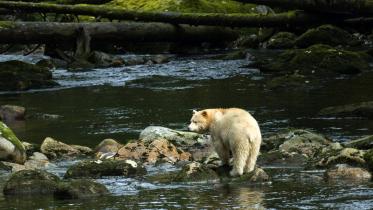 Ein Bär fischt in einem Fluss im Great Bear-Regenwald in British Columbia 10/16/2007