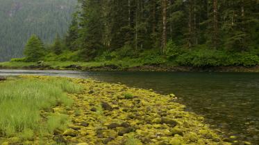 Der Great Bear-Regenwald ist endlich geschützt! 10.08.2007