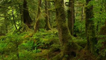 Mit Moos bewachsene Bäume und Farne im Great Bear-Regenwald südlich von Bella Bella 09/01/2007