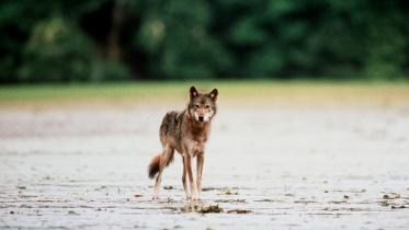 Grauer Wolf im Great Bear-Regenwald 1997/06/15