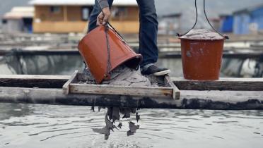 Fischbrei rinnt zähflüssig aus einem Eimer in ein Aquakulturbecken.