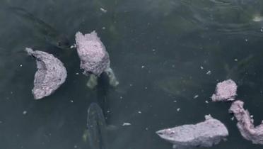 Abfallfische werden zu Brei gemahlen und an Fische in chinesischen Aquakulturen verfüttert.