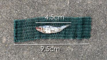 Ein fingerlanger Fisch aus einem chinesischen Trawlernetz.