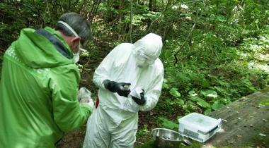 Greenpeace-Experten messen radioaktive Strahlung im Wald bei Fukushima.