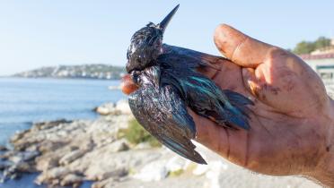 Verendeter Vogel nach einem Ölunfall vor der Küste der Insel Salamis, Griechenland