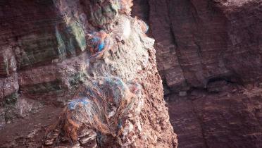Nester mit Plastikschnüren - Dolly Ropes - in den Felsen