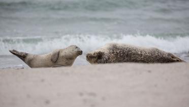 Zwei Seehunde am Helgoländer Strand