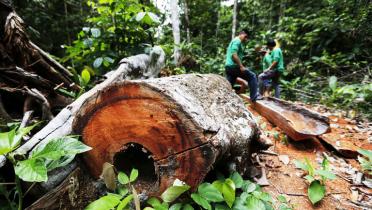 Gefällte Bäume liegen auf dem Boden, um sie herum stehen Indigene und betrachten den Schaden.