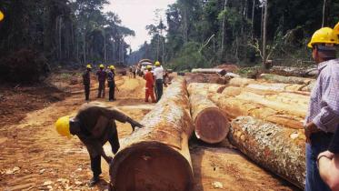 Arbeiter vermessen Holzstämme im Norden des Kongos, November 2004