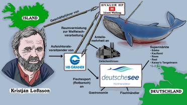 Infografik: Verbindungen von Deutsche See zum Walfang