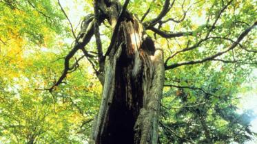 Alter hohler Baum im Kellerwald. Oktober 1999