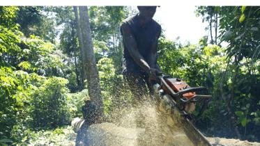 Illegal eingeschlagen: Das Holz wird in der kongolesischen Hauptstadt Kinshasa verkauft. 10/17/2006