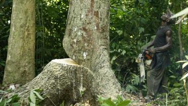 Illegale Abholzung im Kongo. Oktober 2007