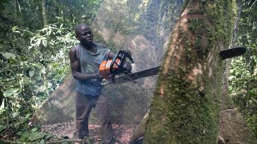 Abholzung im Kongo: Ein junger Holzfäller sägt mit einer Motorsäge einen Urwaldriesen ab 03/13/2008