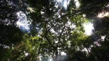 Blätterdach im kongolesischen Urwald