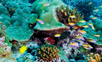 Korallenriff bei Nauru