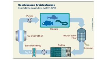 Grafik: Geschlossene Kreislaufanlage in der Aquakultur