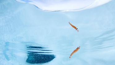 Zwei Krill-Exemplare unter Wasser