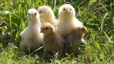 Kükengruppe im Gras