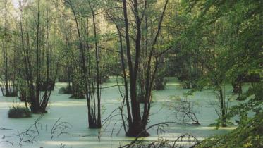 Buchen in einem Sumpf in der Schorfheide Chorin. Juni 2001