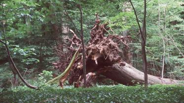 Toter Buchenbaum mit Wurzel in der Schorfheide Chorin. Juni 2001