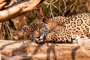 Ein Jaguar liegt auf einem Baumstamm.