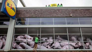 Aktivisten überdecken die Fensterscheiben einer Lidl-Filiale in Dortmund mit Fotos von Schweinen aus Massentierhaltung, auf dem Dach ein Banner: Tierleid beenden