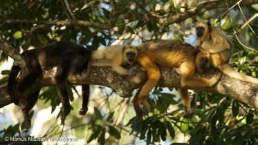Vier Affen liegen entspannt auf einem Ast