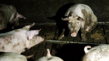 Schwein sitzt auf vollgekoteten Spaltboden in einem dunklen Stall. 