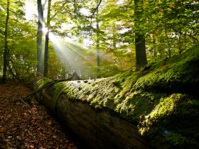 Buchenwald im bayerischen Staatsforst im Spessart mit Herbstlaub und Totholz Sonnenstrahlen zwischen Zweigen