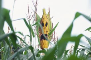 Maisfratze gegen Saatgut-Verunreinigung und Gen-Mais